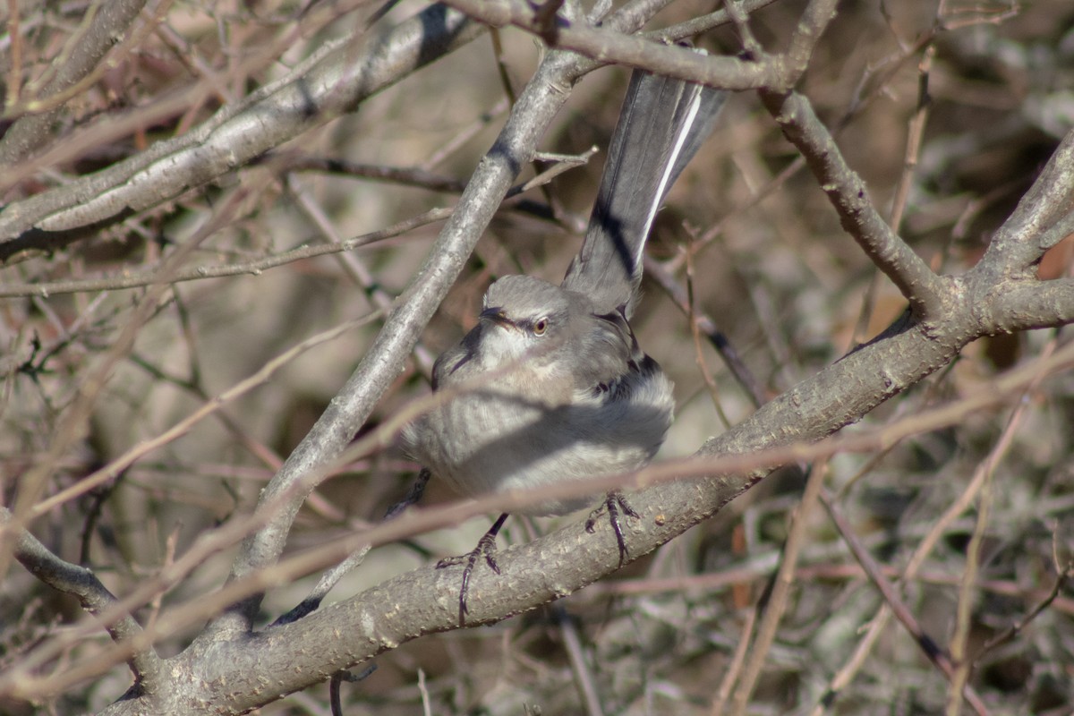 Northern Mockingbird - ML646773866
