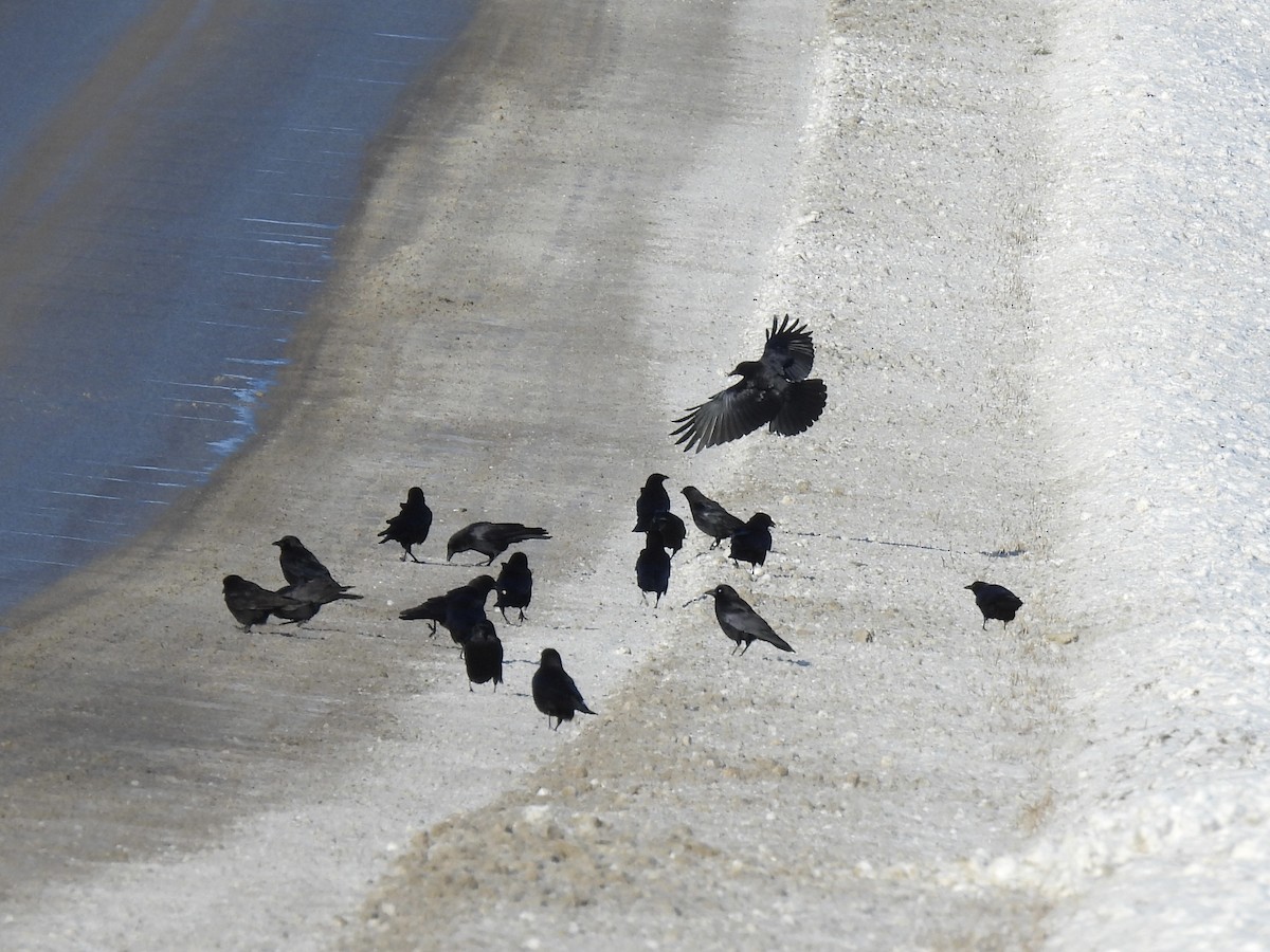 American Crow - ML646773868