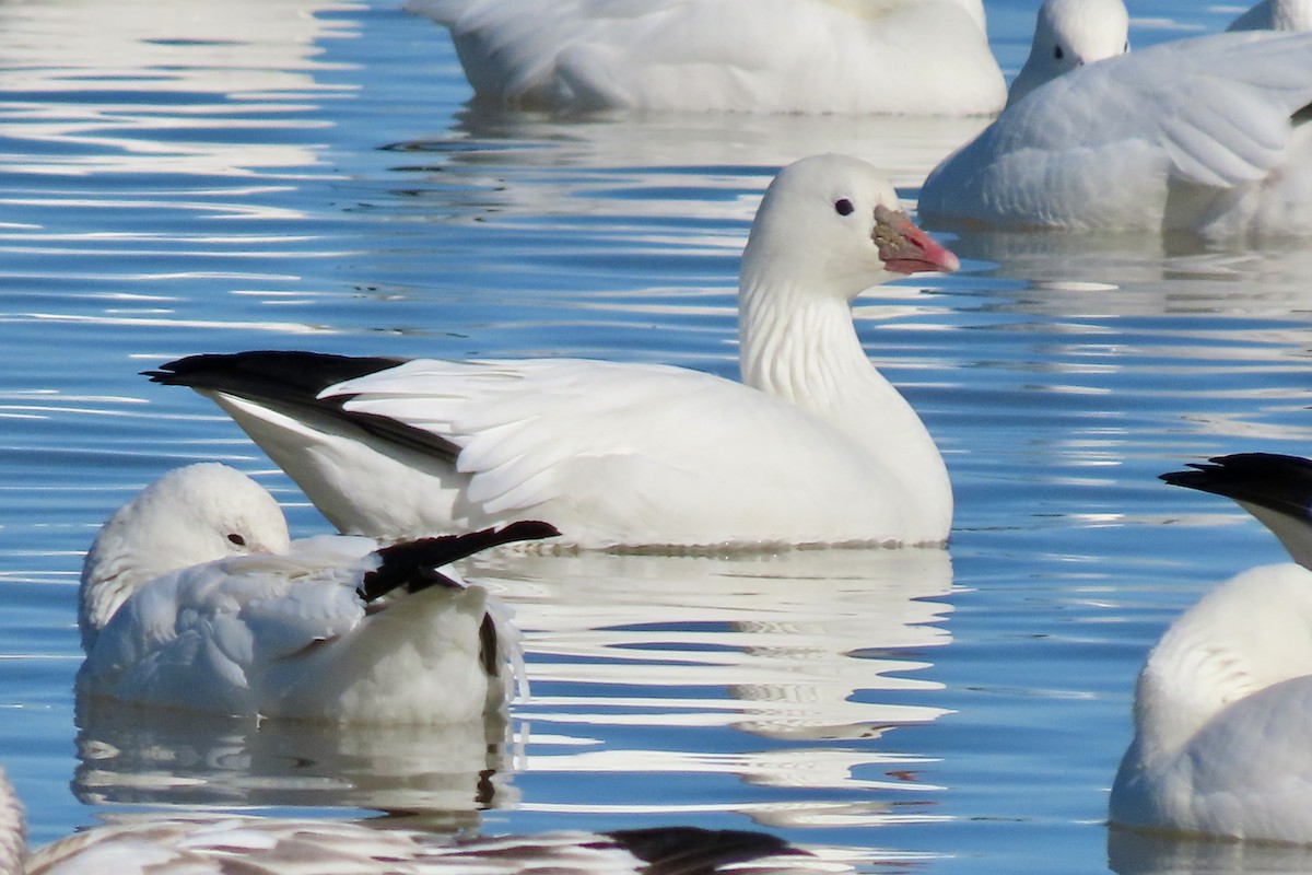 Ross's Goose - ML646773869