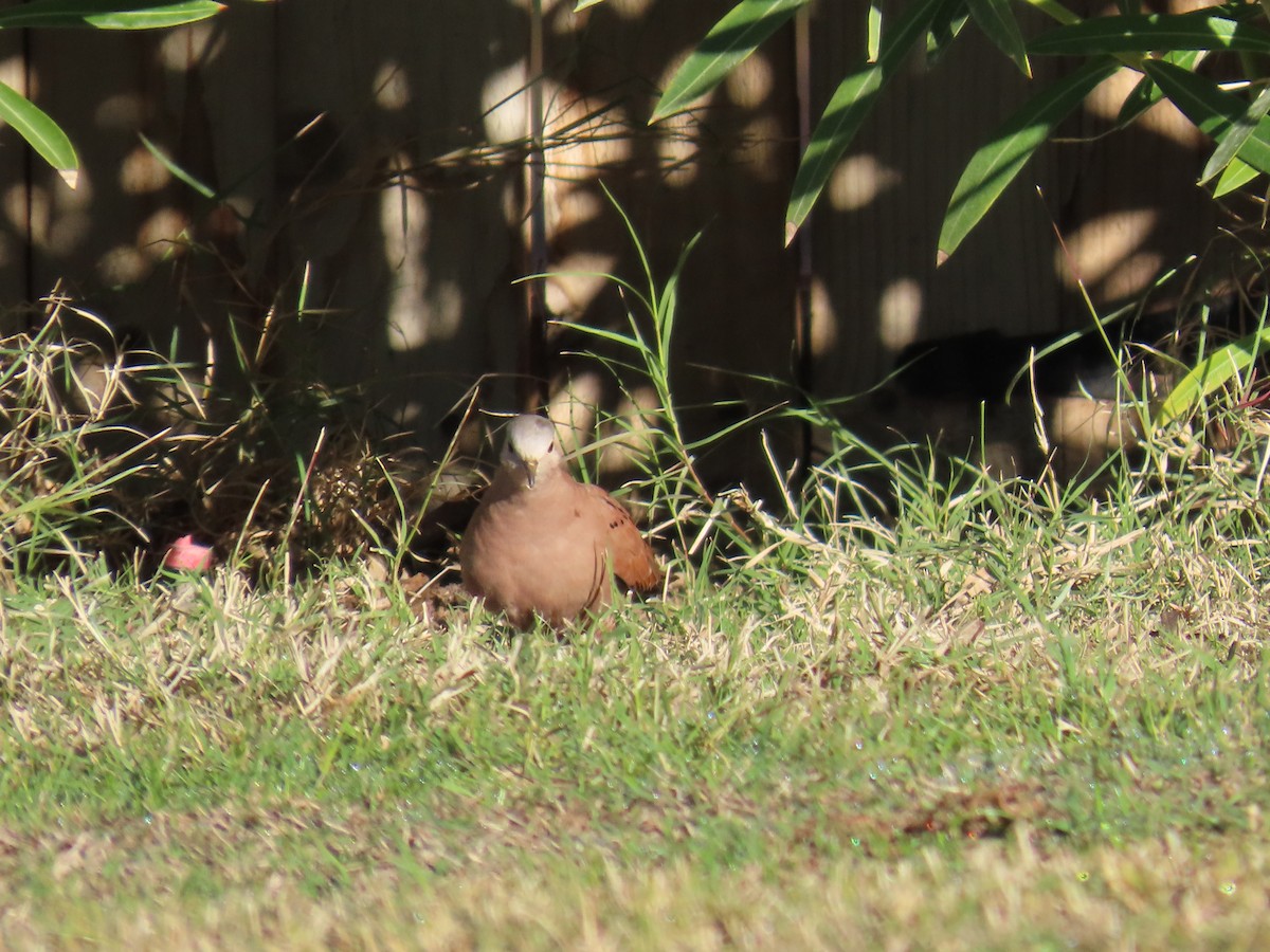 Талпакоті коричневий - ML646773870