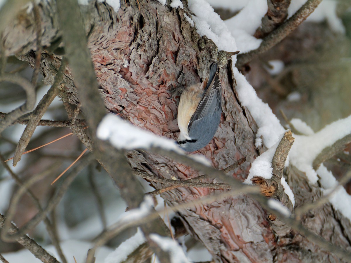 Eurasian Nuthatch - ML646773872
