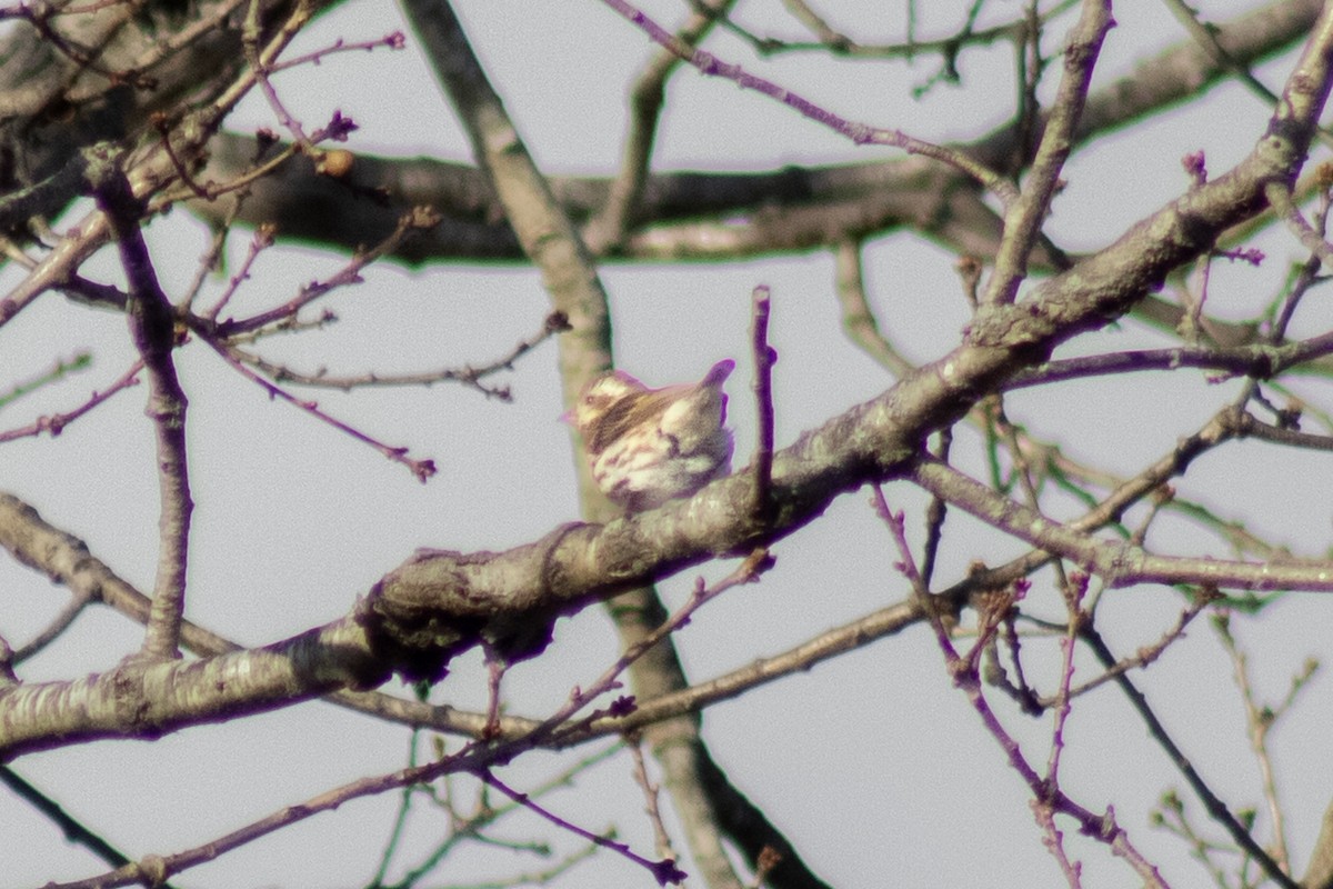 Purple Finch - ML646773876