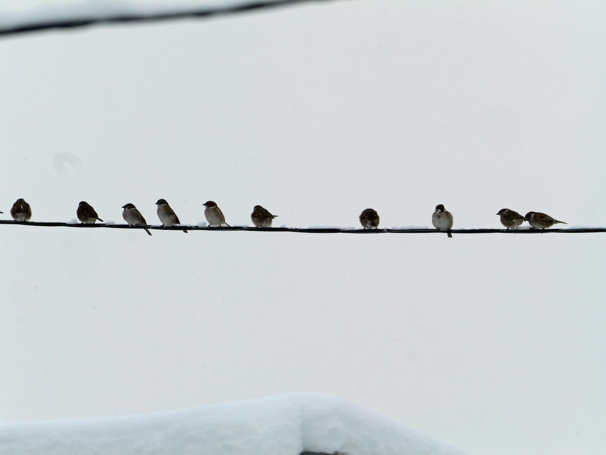 Eurasian Tree Sparrow - ML646773877