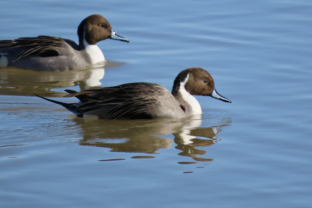 Northern Pintail - ML646773880