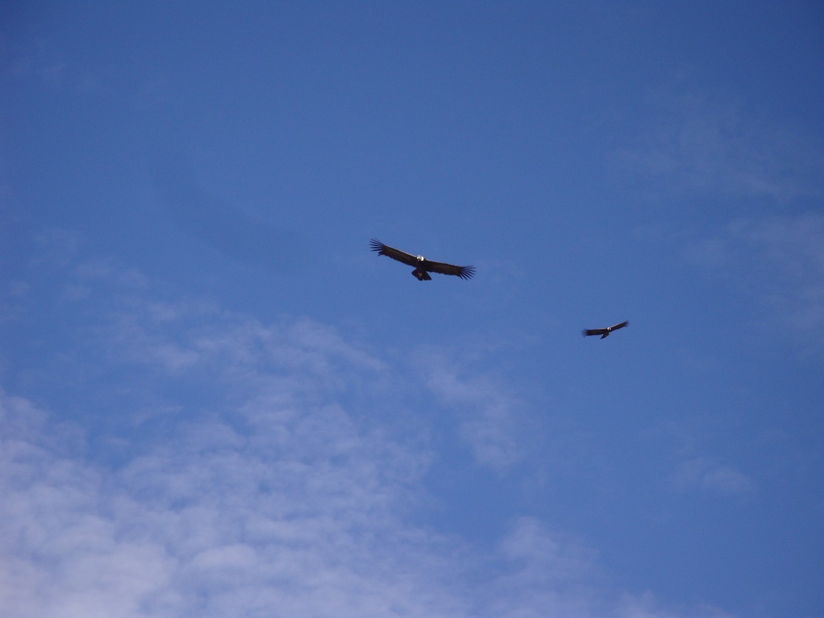 Andean Condor - ML646773887