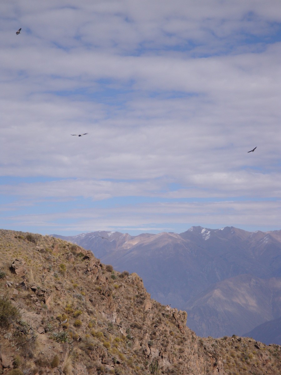 Andean Condor - ML646773888