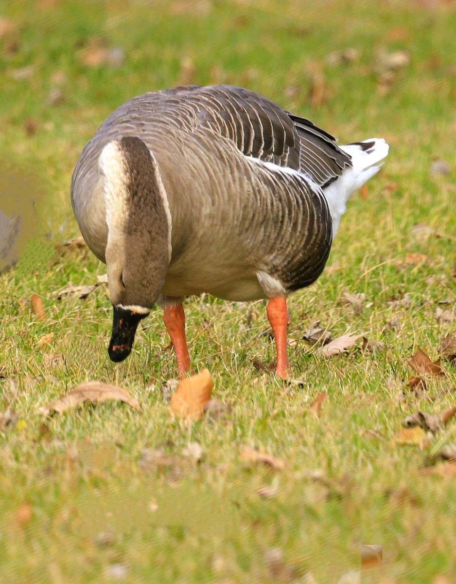 雑種 ハイイロガン x サカツラガン - ML646773889