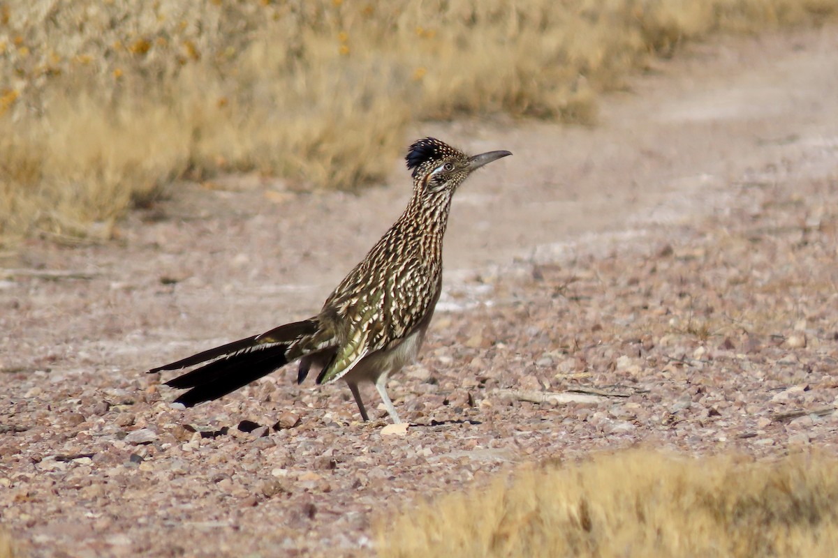 Greater Roadrunner - ML646773890