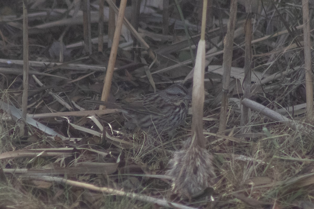 Song Sparrow - ML646773891