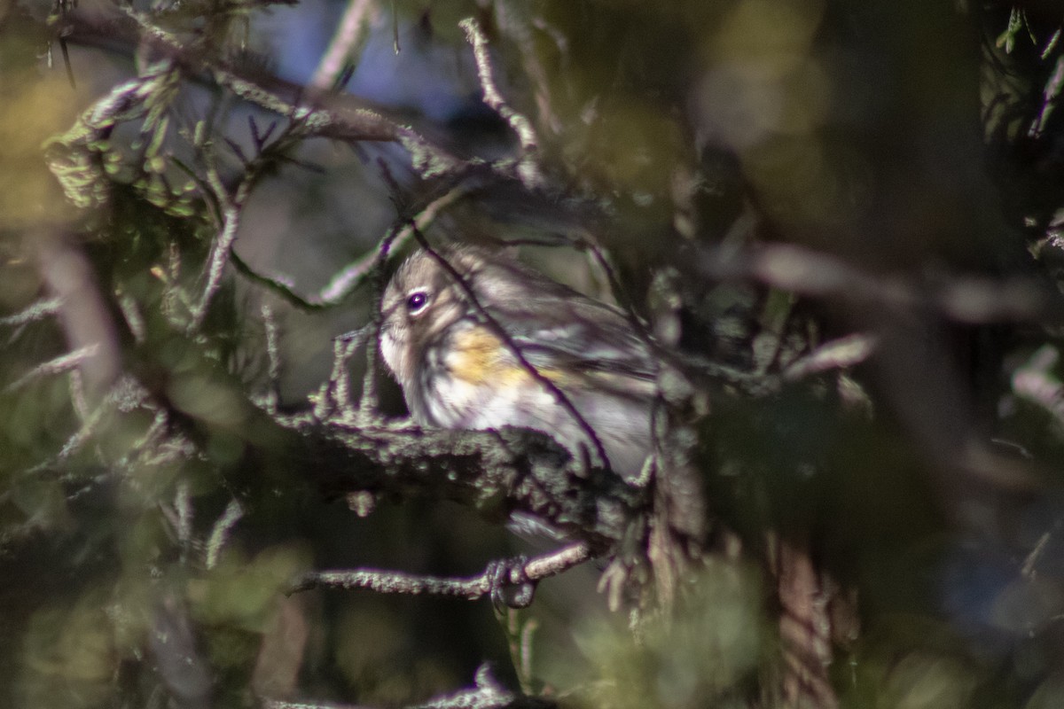 Yellow-rumped Warbler - ML646773892
