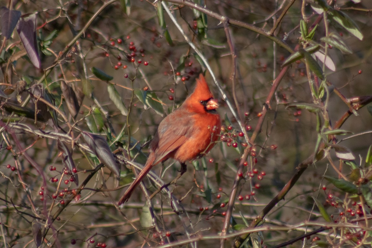 Northern Cardinal - ML646773893
