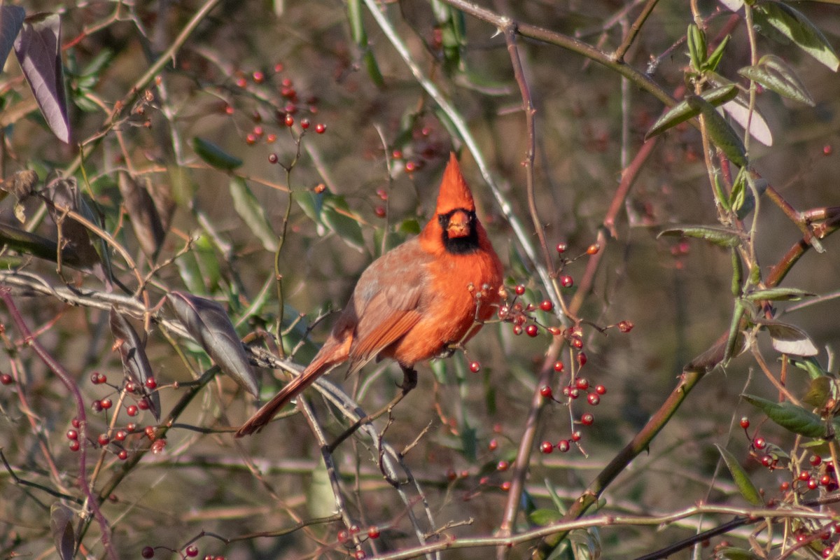 Northern Cardinal - ML646773894