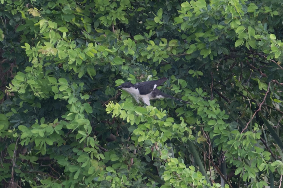 Pied Cuckoo - ML646773895