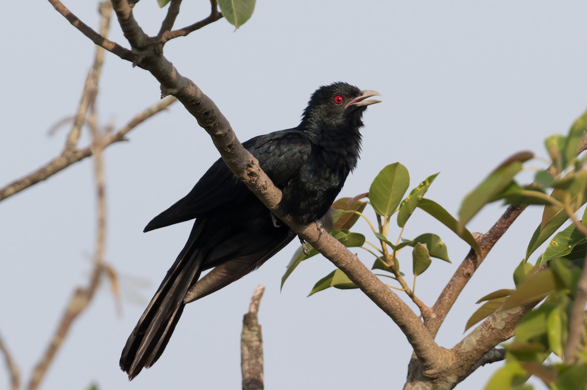 Asian Koel - ML646773898