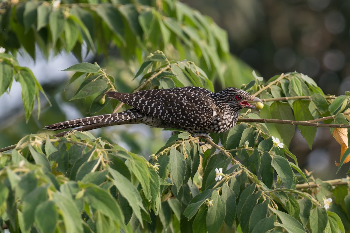Asian Koel - ML646773899