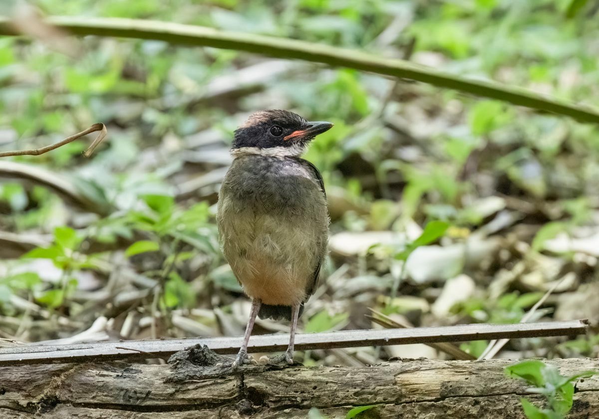 Noisy Pitta - ML646773900