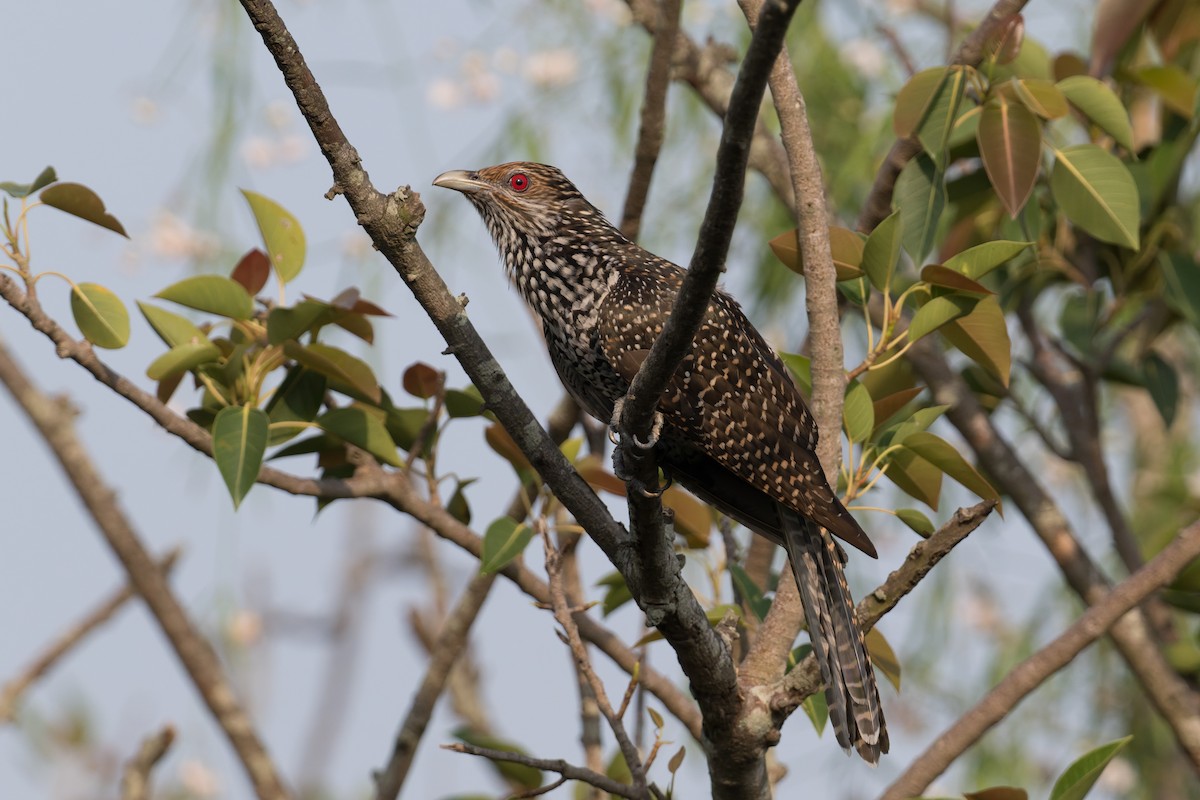 Asian Koel - ML646773901