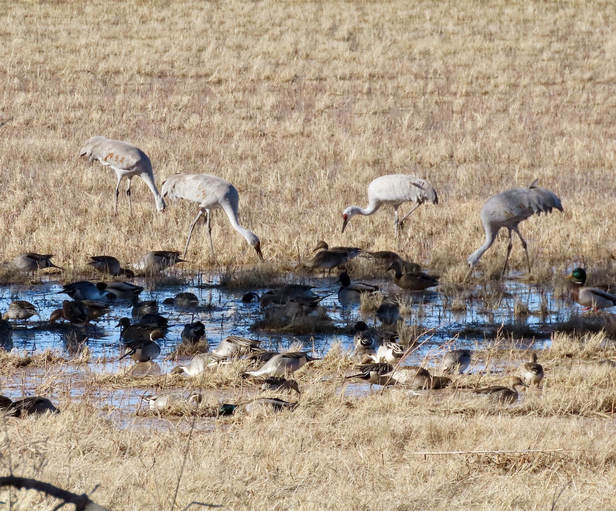 Sandhill Crane - ML646773902