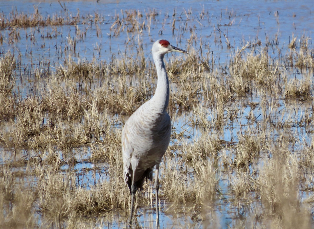 Sandhill Crane - ML646773903