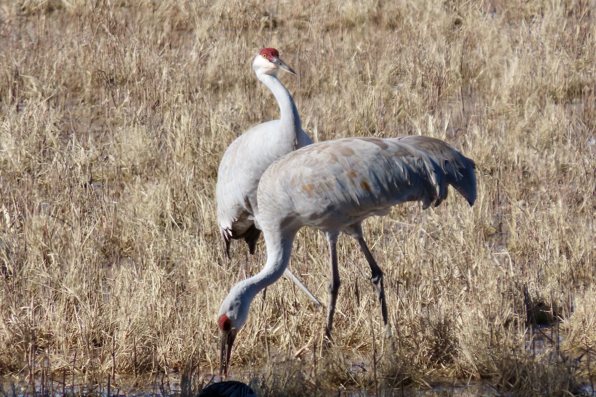 Sandhill Crane - ML646773904