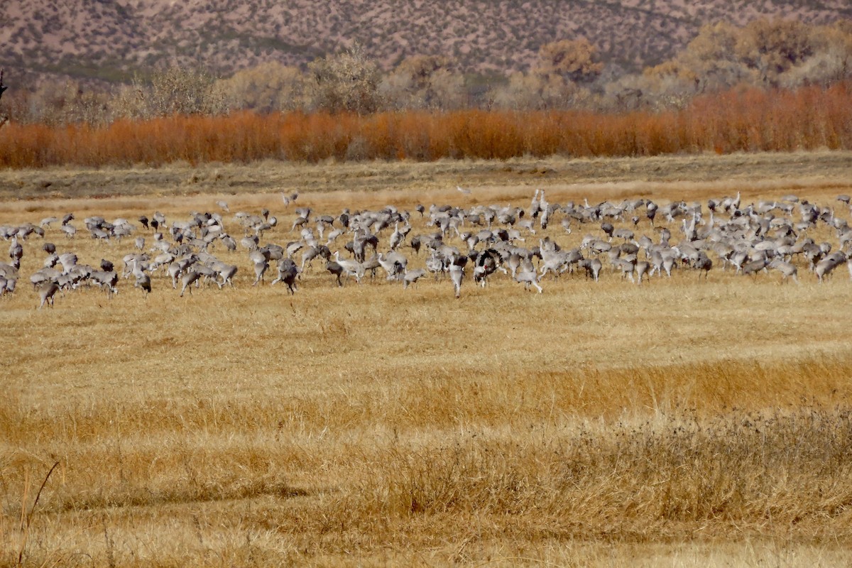 Sandhill Crane - ML646773905
