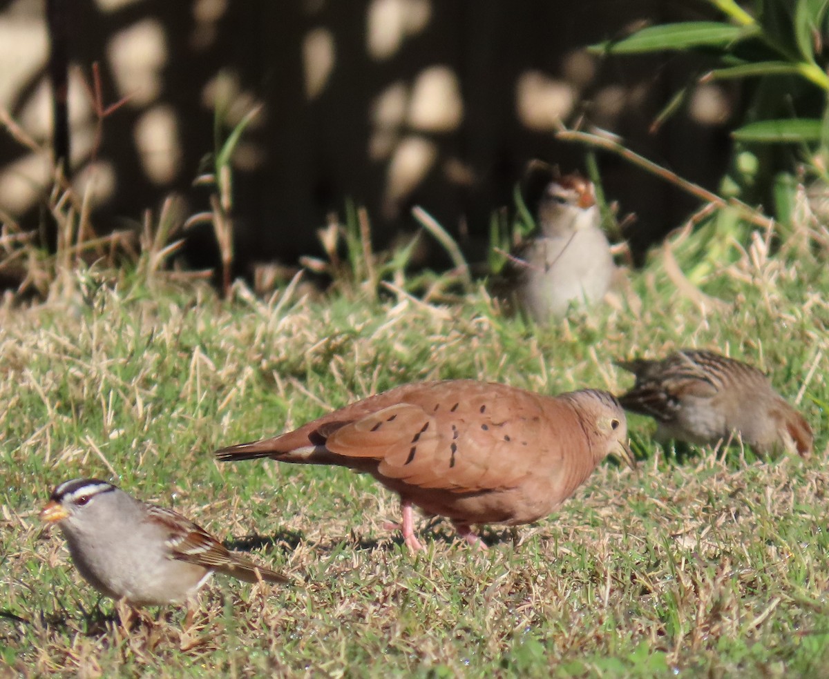 Талпакоті коричневий - ML646773906