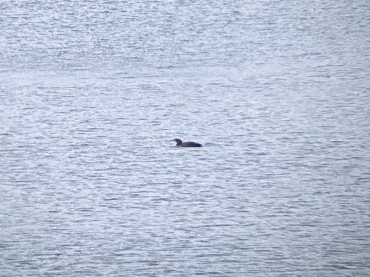 Common Loon - ML646773907