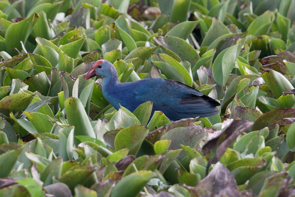 Gray-headed Swamphen - ML646773908