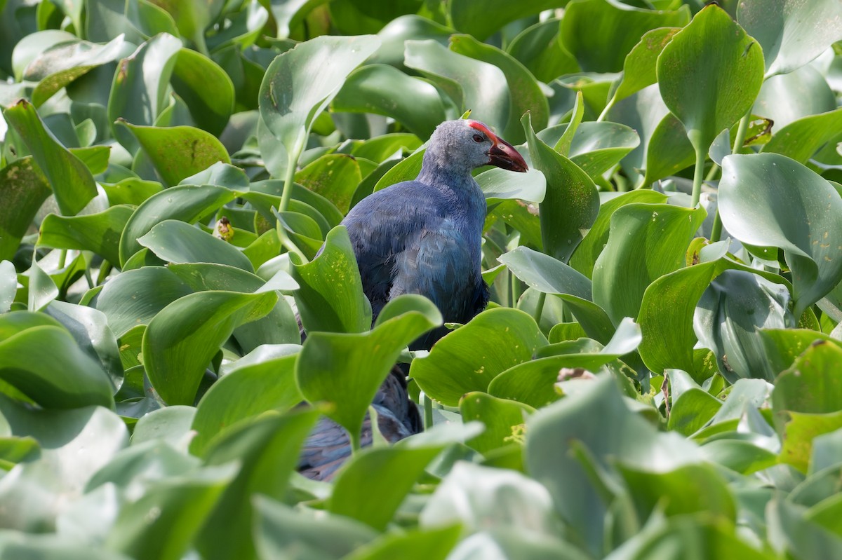 Gray-headed Swamphen - ML646773909
