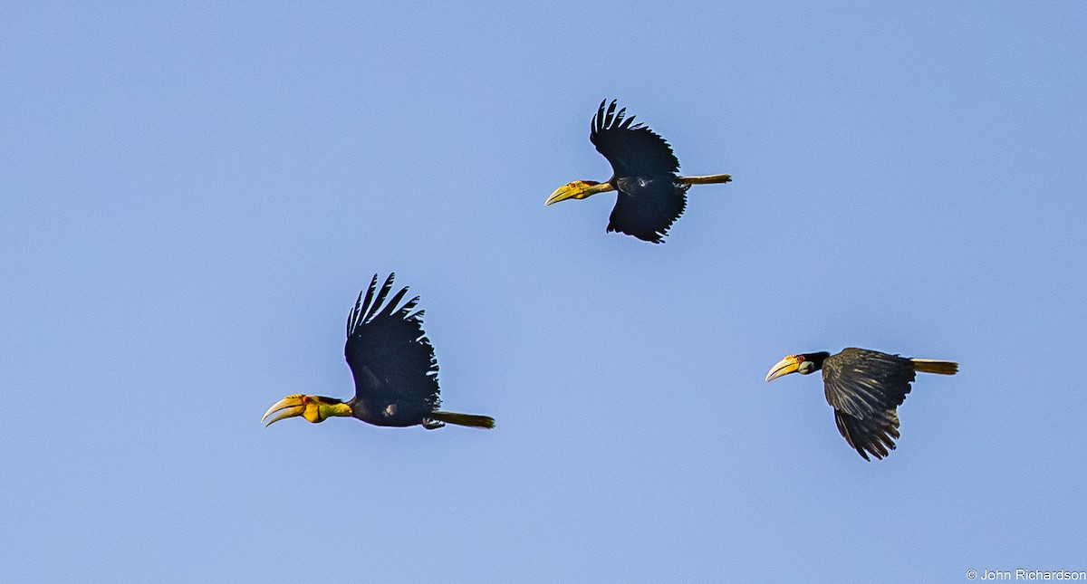 Wreathed Hornbill - ML646773910