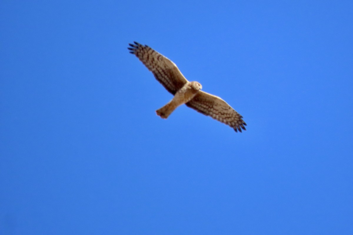 Northern Harrier - ML646773911
