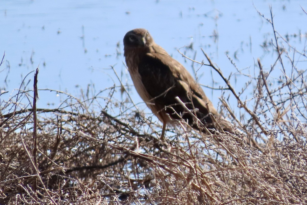 Northern Harrier - ML646773912
