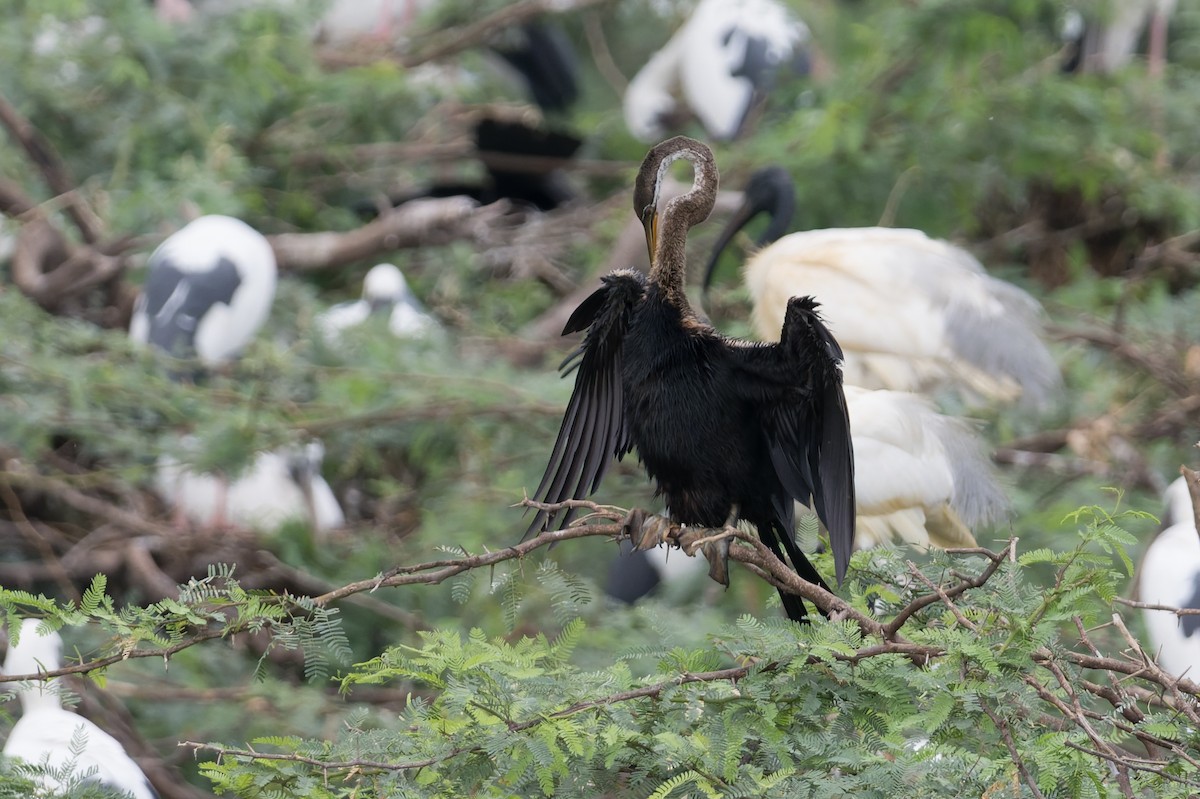 Oriental Darter - ML646773913