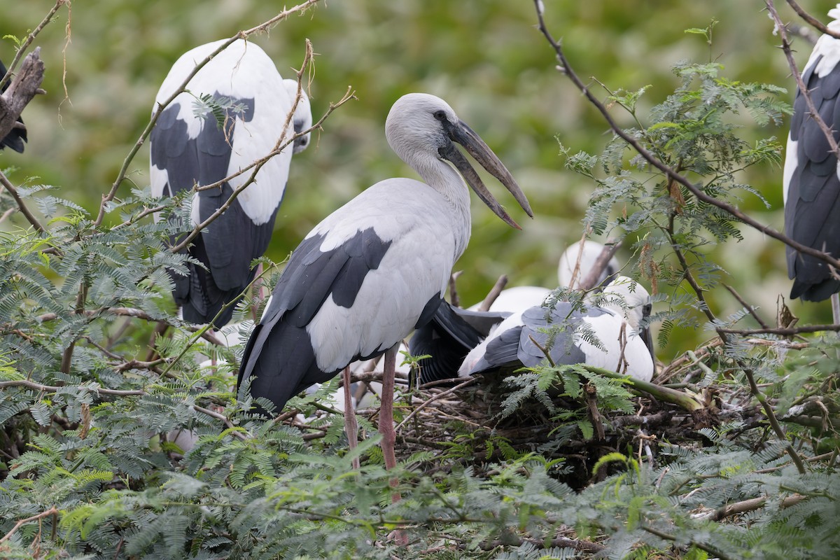 Asian Openbill - ML646773914