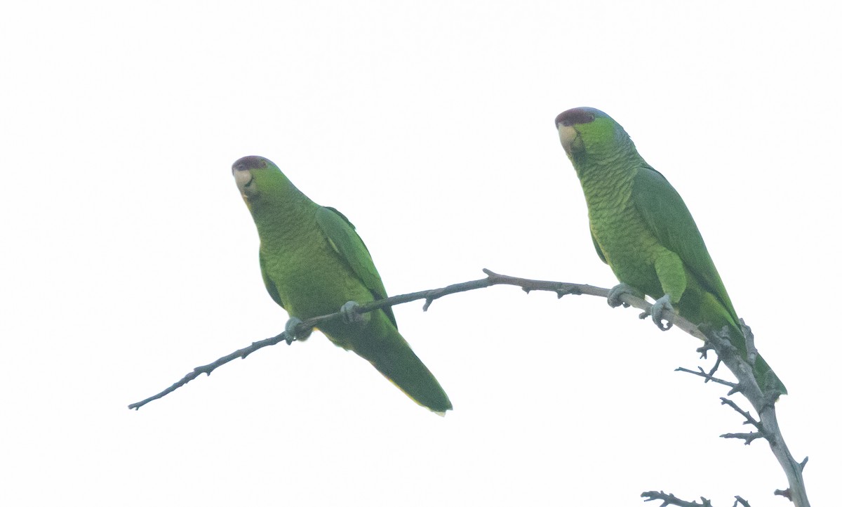 Lilac-crowned Amazon - ML646773915