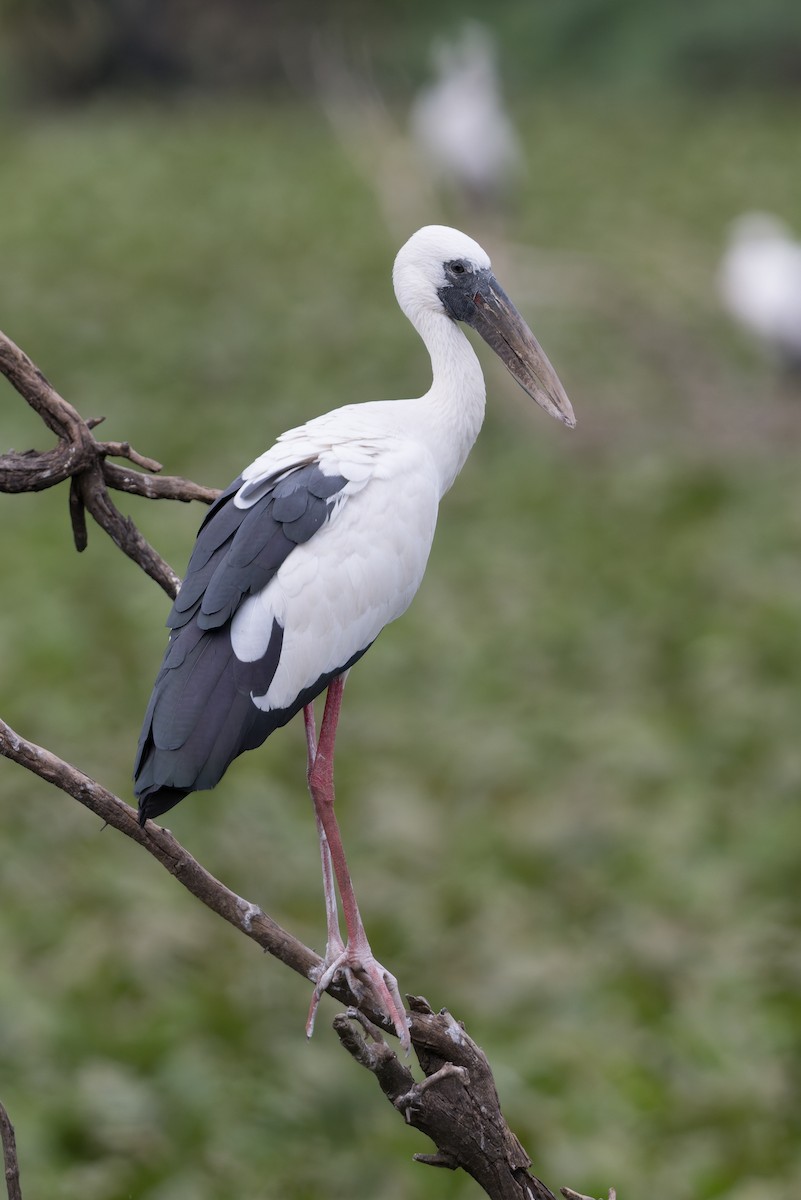 Asian Openbill - ML646773917