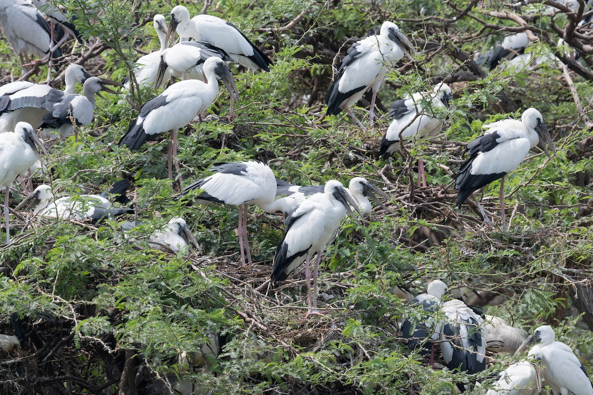 Asian Openbill - ML646773918
