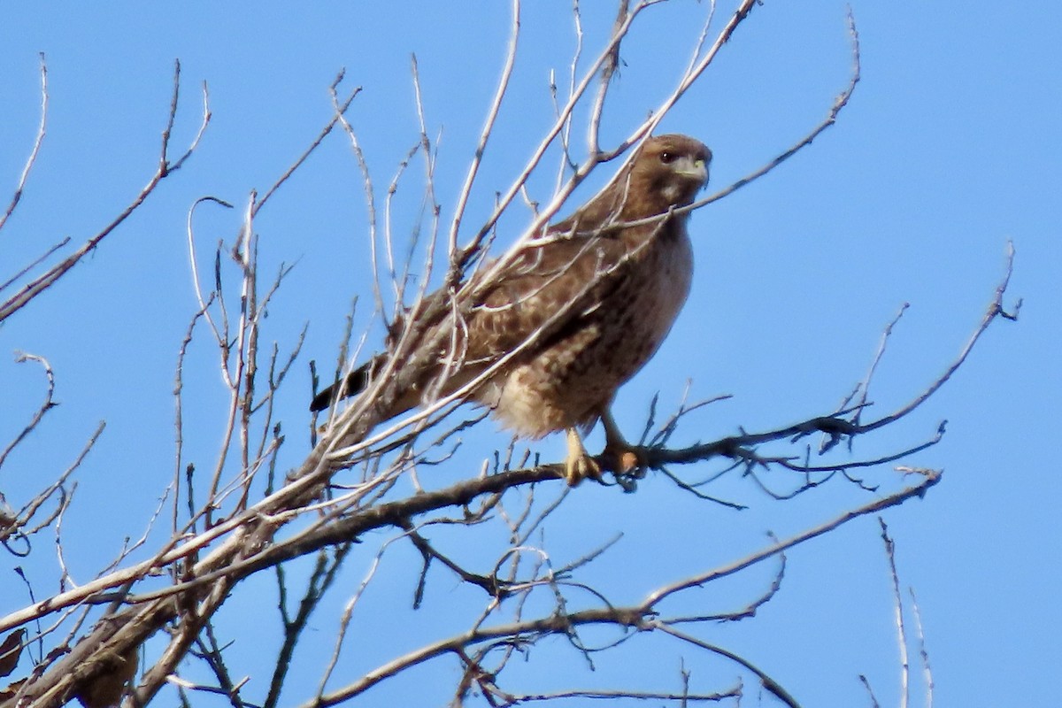 Red-tailed Hawk - ML646773919