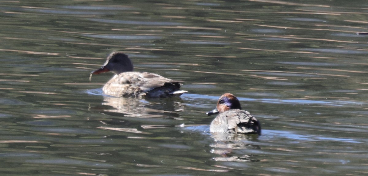 Green-winged Teal (American) - ML646773920