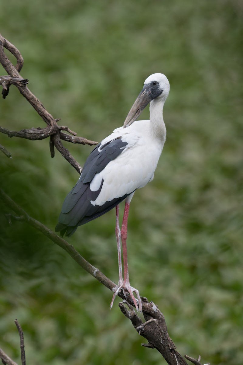 Asian Openbill - ML646773921