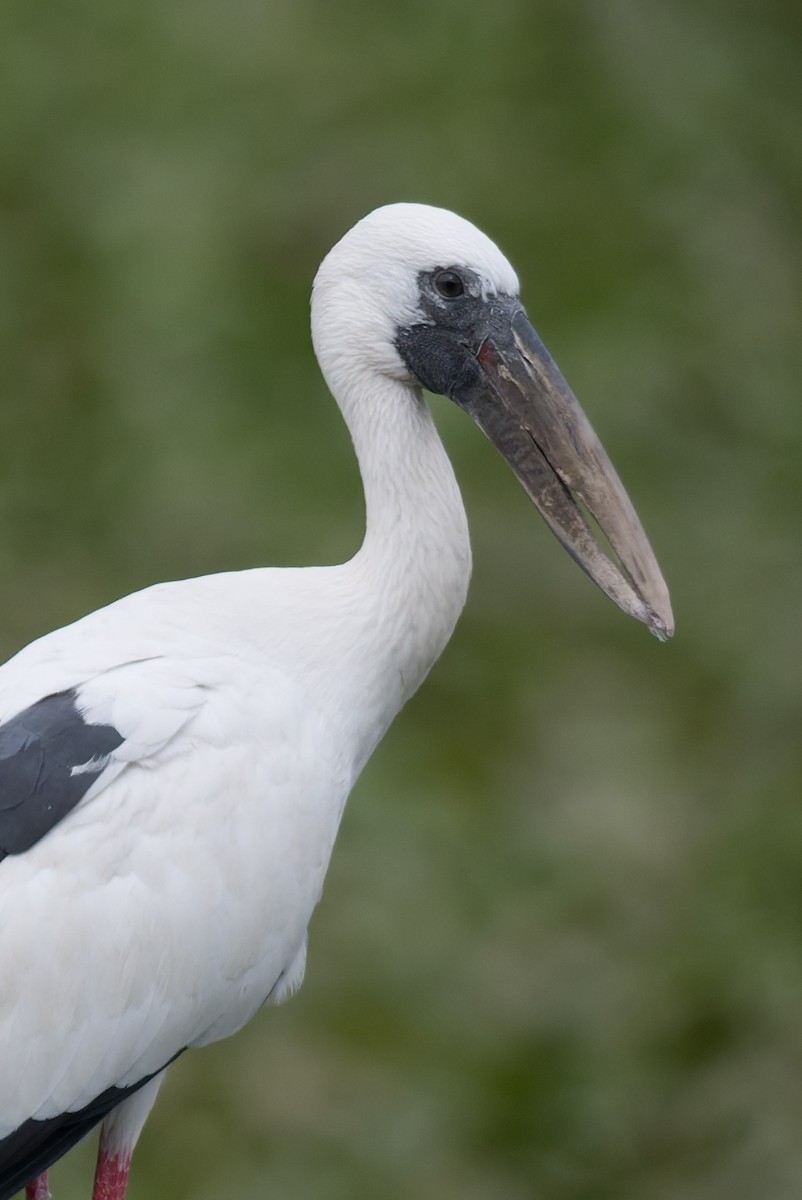 Asian Openbill - ML646773922