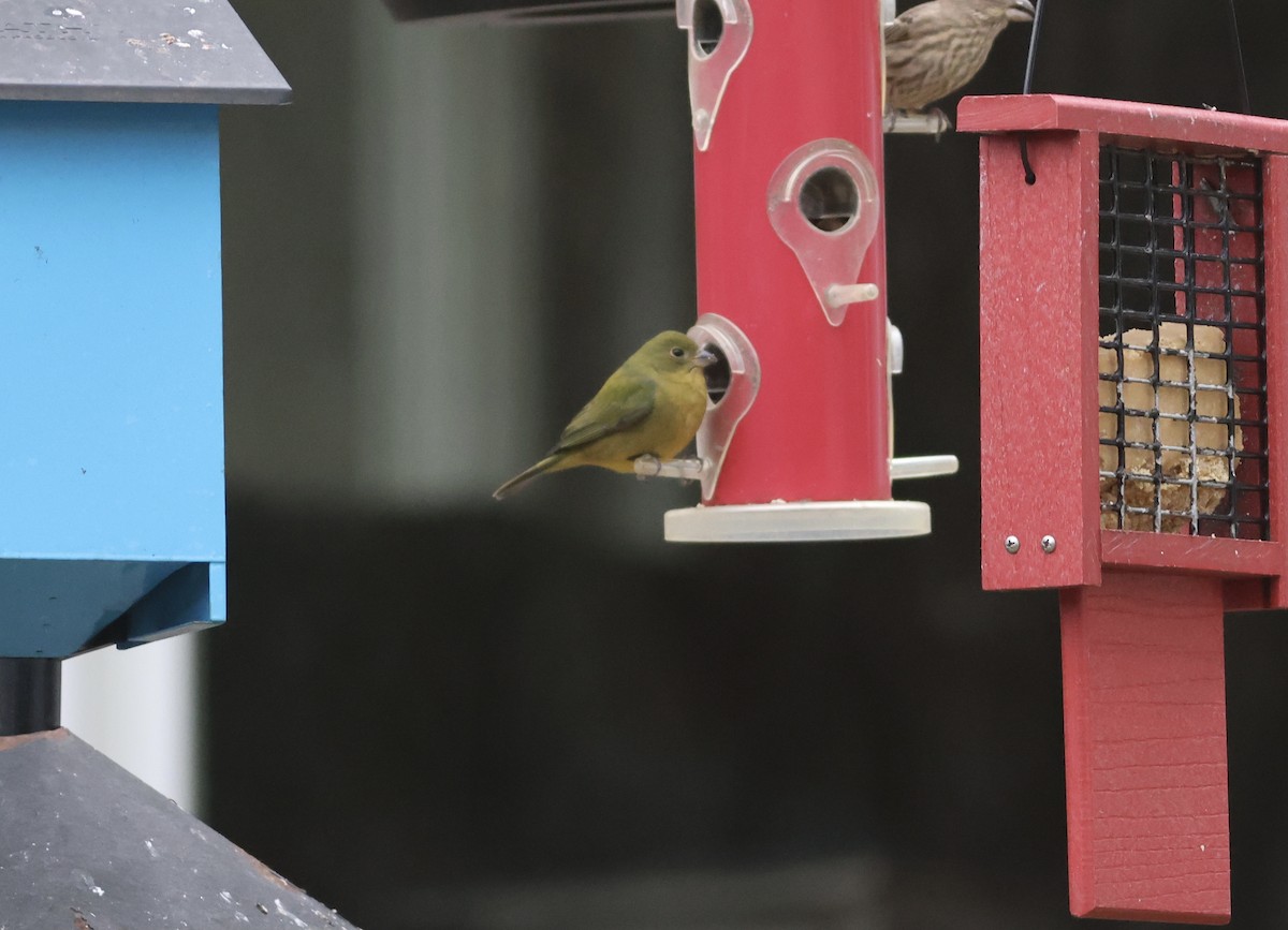 Painted Bunting - ML646773923