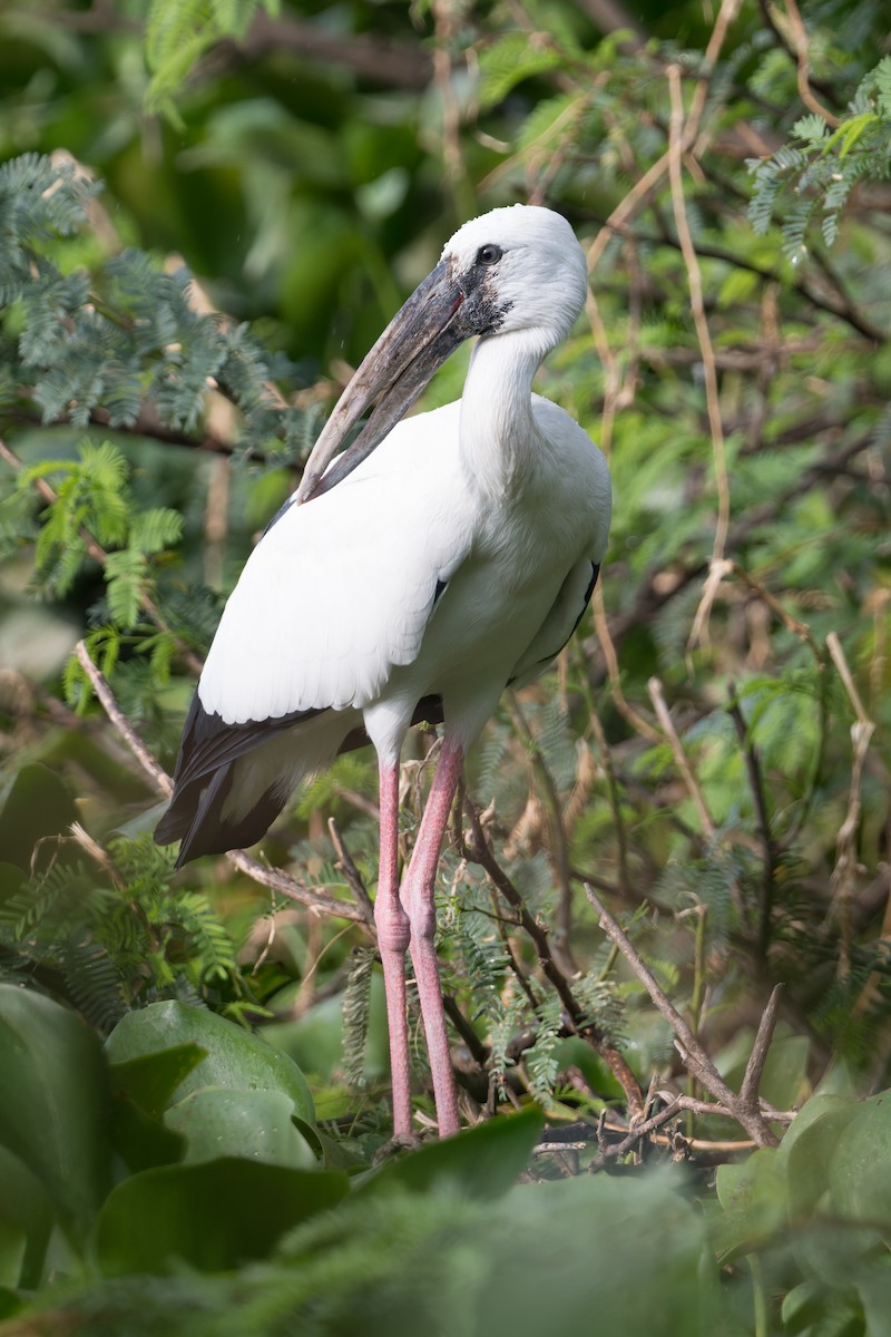 Asian Openbill - ML646773924