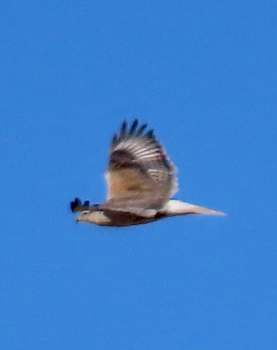 Ferruginous Hawk - ML646773926