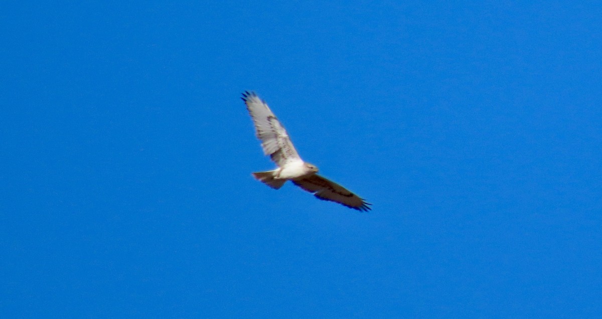 Ferruginous Hawk - ML646773927