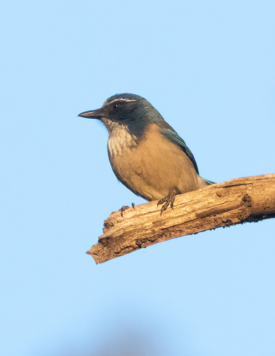 krattskrike - ML646773929