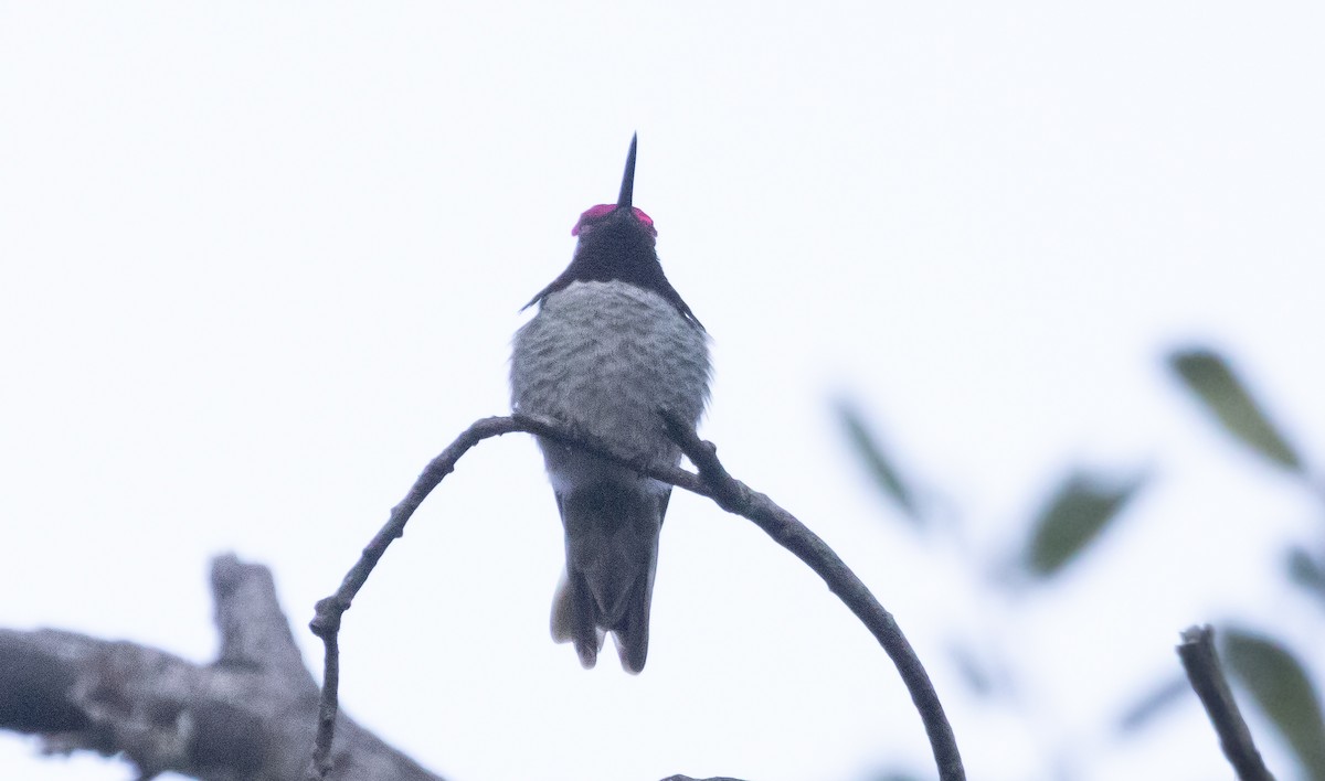 rødmaskekolibri - ML646773940