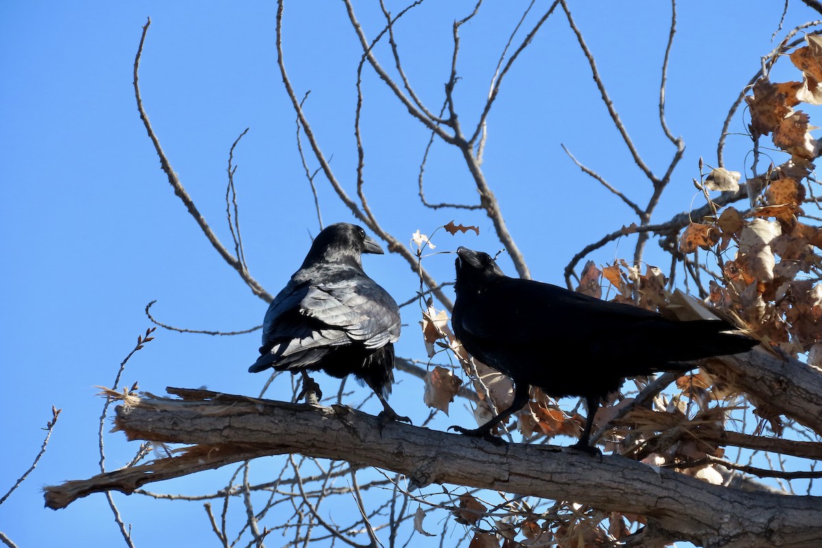 Common Raven - ML646773941