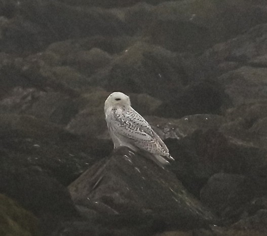 Snowy Owl - ML646773942