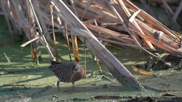 Virginia Rail - ML646773944
